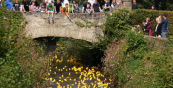 Enten